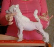 Китайская Хохлатая продаются щенки  голые 