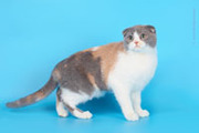 Вислоухие котята питомника Диаманд-кетс