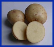 Продаем семенной картофель Невский ЭЛИТА