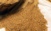 Cемена озимой пшеницы