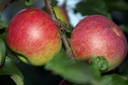 Яблоки от производителя