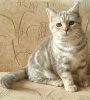 Британские серебристые котята,  питомник Plushville (Воронеж)